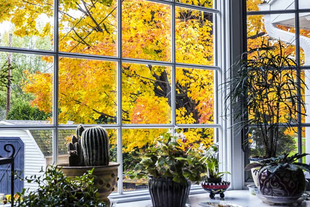 Looking through a bay window over several potted houseplants at a brilliant autumn yellow and orange leaf maple tree in the back yard next to the garden shed.